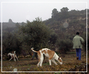 Perros conejeros trabajando en el campo