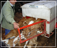 Perros de caza en el coto