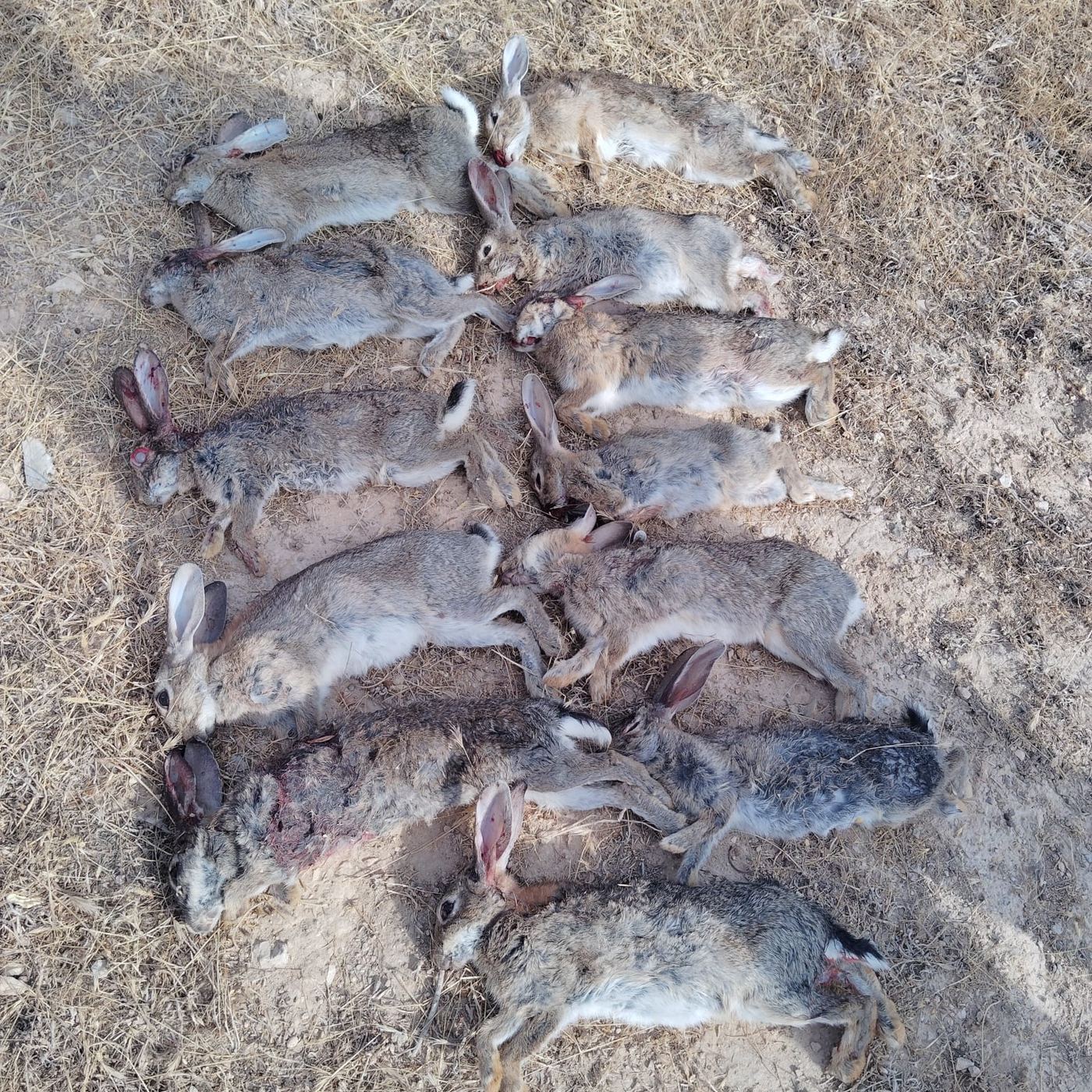 Percha de conejos del descaste de julio en el coto de Granyena