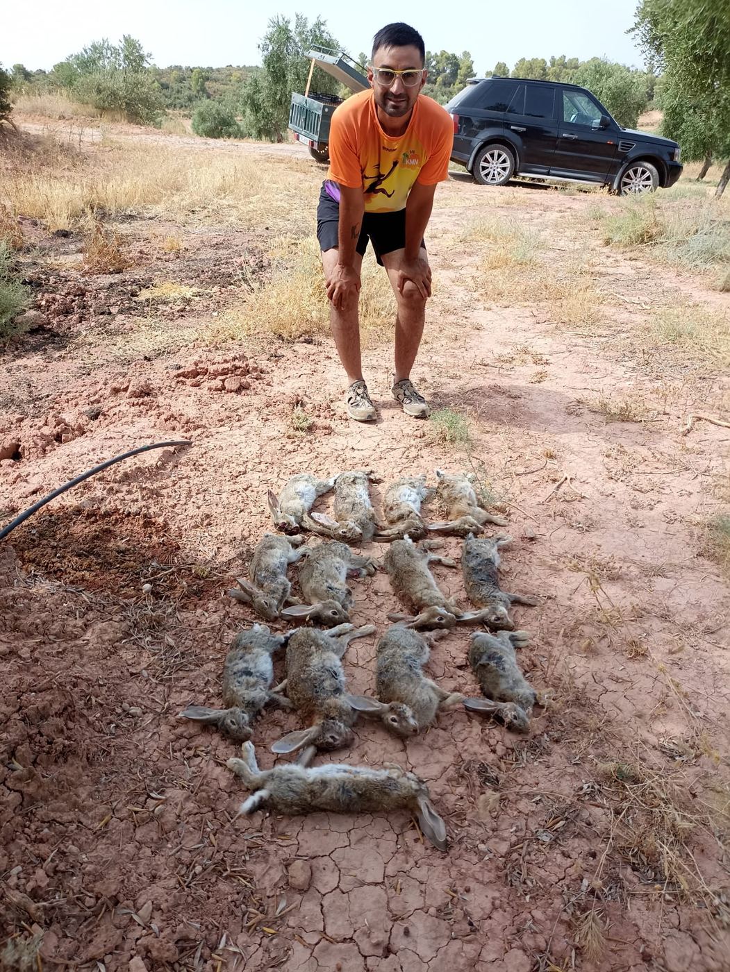 Percha de conejos en el camino del coto