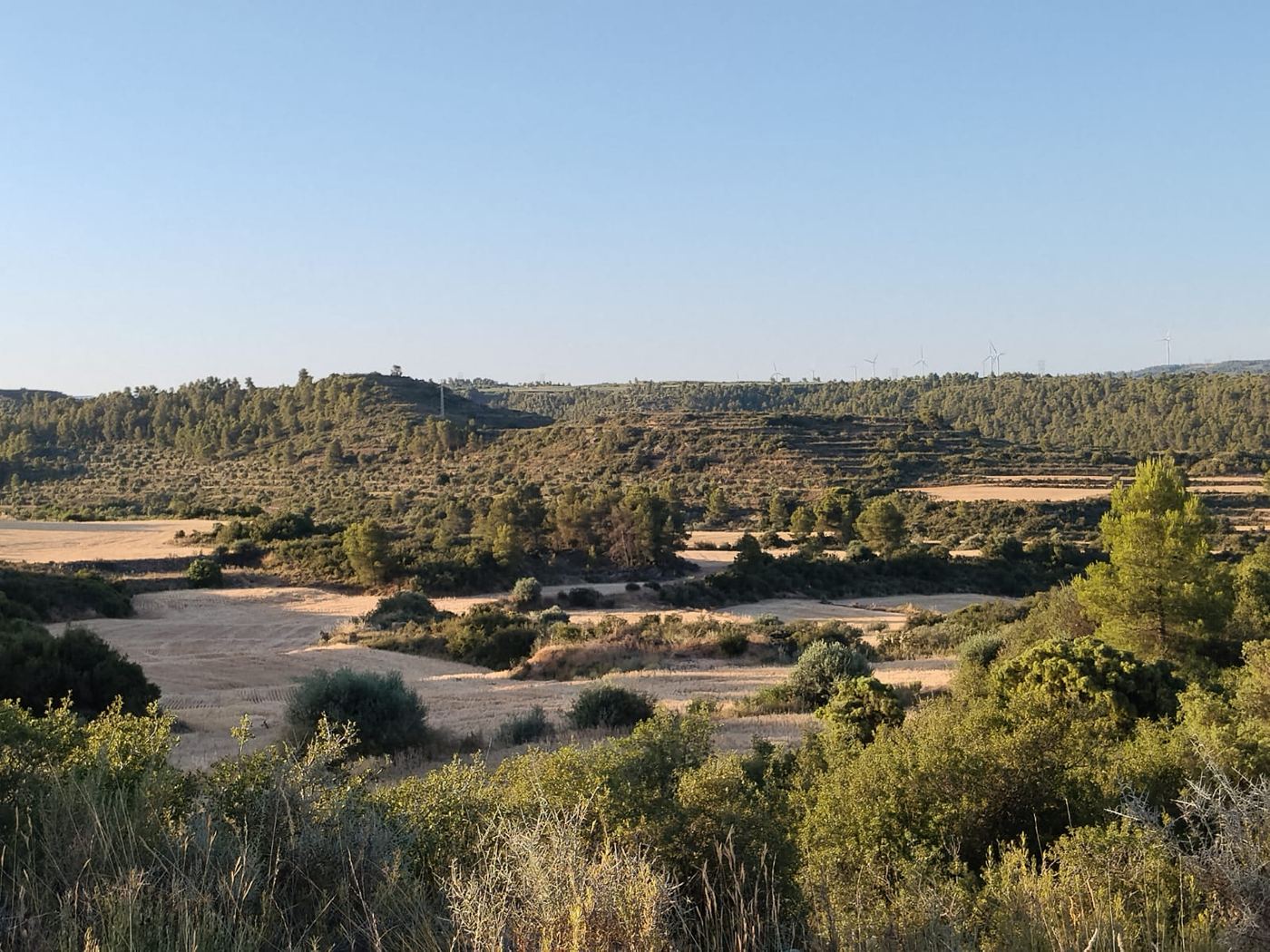 Terreno del coto en verano, monte y siembras